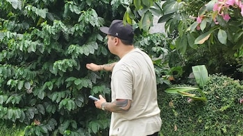 Misiones suma el café a su diversidad productiva y fortalece el desarrollo regional