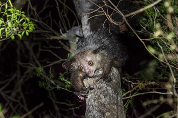 Aye-aye (Daubentonia madagascariensis), primate nocturno