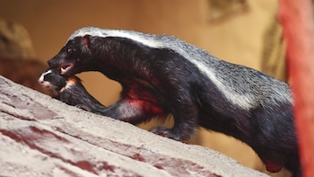Tejón melero (Mellivora capensis)