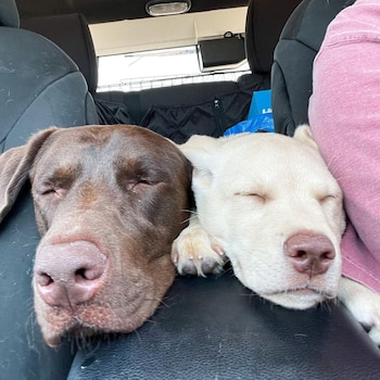 Perros labradores (Instagram tankthebrownlab)