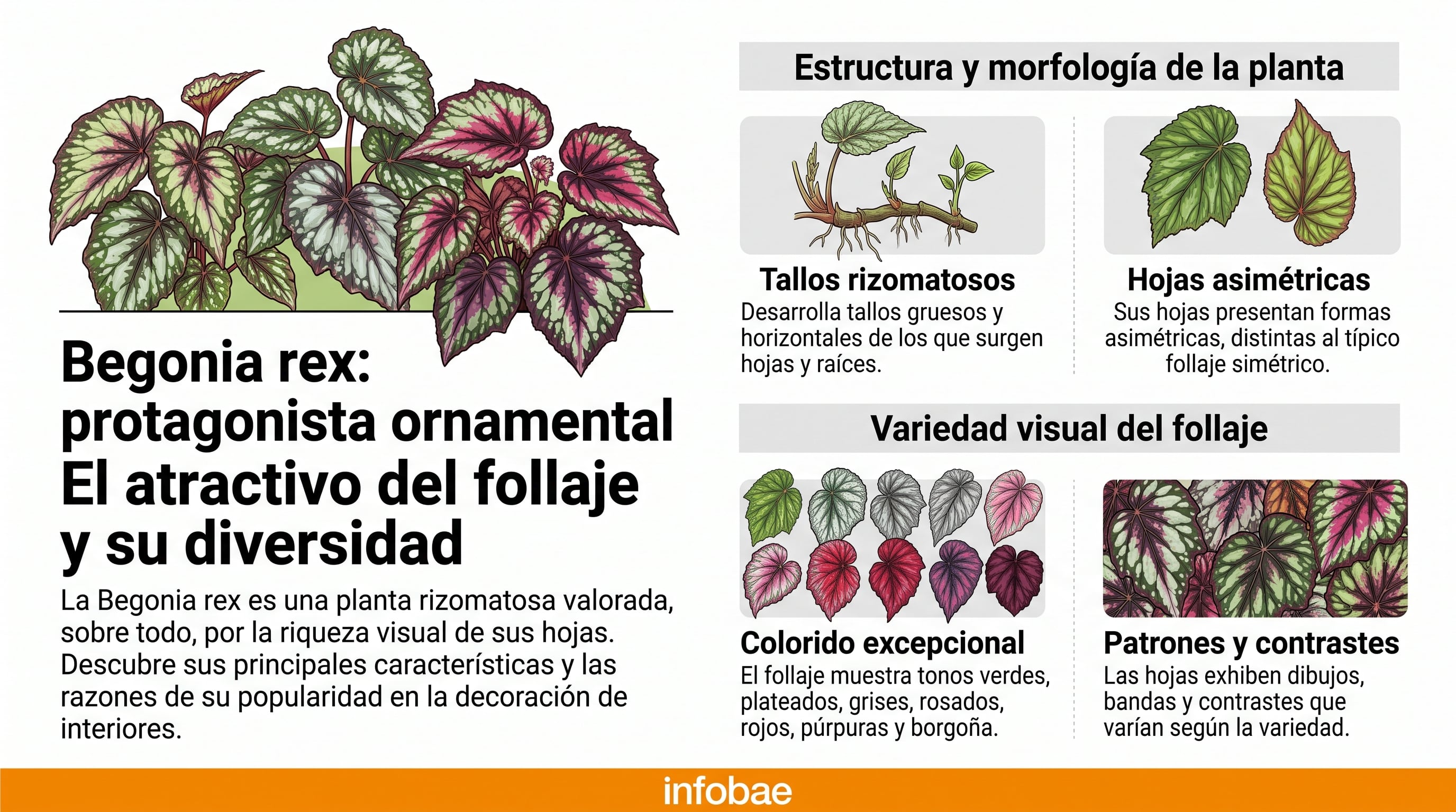 Características y morfología de la planta ornamental Begonia rex. (Imagen Ilustrativa Infobae)