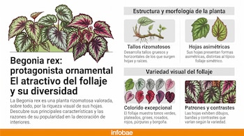 Infografía con ilustraciones de la planta Begonia rex, sus tallos rizomatosos, la forma de sus hojas y muestras de sus colores.