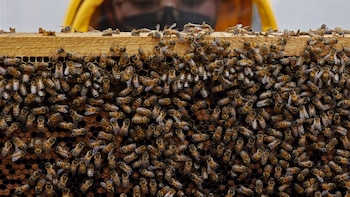 Universidad colombiana patenta una fórmula