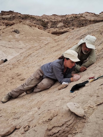 Descubren en río negro un nuevo cocodrilo carnívoro terrestre que convivió con los dinosaurios
