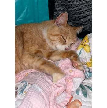 Tras recibir un tratamiento diurético,