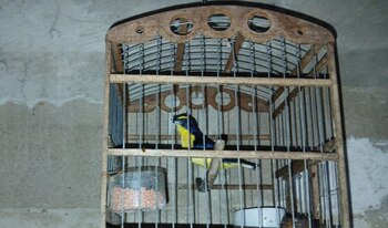 243 aves fueron recuperadas por