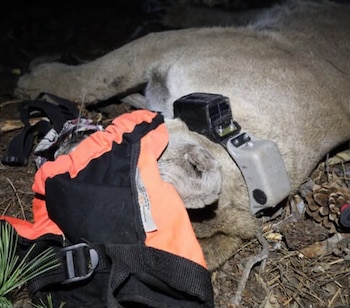 Un puma recostado en el suelo del bosque con un collar electrónico en el cuello y una tela de color naranja sobre la cabeza