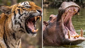 Qué animales tienen los colmillos más largos y cuáles pueden representar un mayor peligro