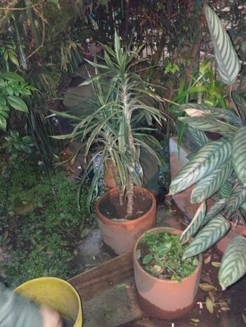 Denuncian que en medio de