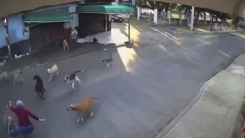 Jauría de perros ataca a