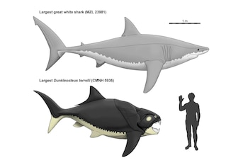 Comparación del tamaño de Dunkleosteus,