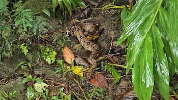 La aparición de reptiles como la boa en climas fríos de Boyacá preocupa a las autoridades ambientales y vecinos de la región - crédito CAR