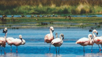 La Reserva Nacional de Junín