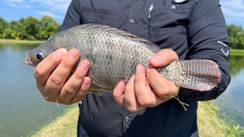 La producción acuícola de tilapia y camarón supera los 13 millones de libras en El Salvador