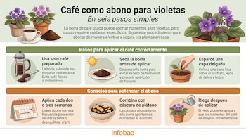 Infografía sobre el uso de café como abono con ilustraciones de macetas con violetas, una taza, borra seca, una regadera y seis consejos.