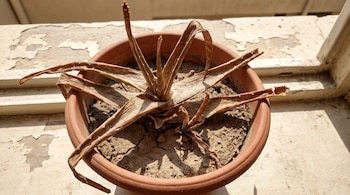 Una planta de sábila con hojas secas y marrones dentro de una maceta de terracota con tierra agrietada, sobre una superficie clara con pintura descascarada.