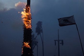 Una palmera arde en Sunset