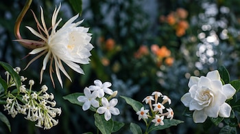 Cinco flores nocturnas blancas: dama de noche, jazmín sambac, galán de noche, reina de la noche y gardenia. Gotas de rocío en pétalos sobre fondo oscuro.
