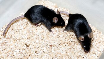 Un nuevo antibiótico es prometedor,