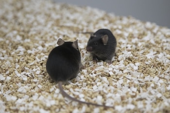 Ratones de laboratorio (Foto de