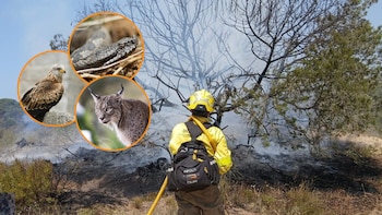 El lince ibérico, el milano real y la víbora hocicuda: el incendio en Doñana amenaza a un centenar de especies de fauna y flora
