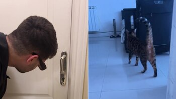 Aquiles, un gato argentino, se