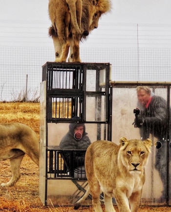 Leones rodeando la jaula. @ggconservation