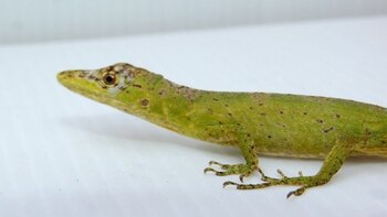 Lagarto en peligro de extinción