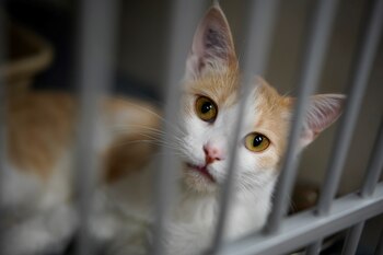 Otro tema de interés además de los rasgos de conducta es la personalidad, ya que puede estar relacionado con problemas de conducta (REUTERS)