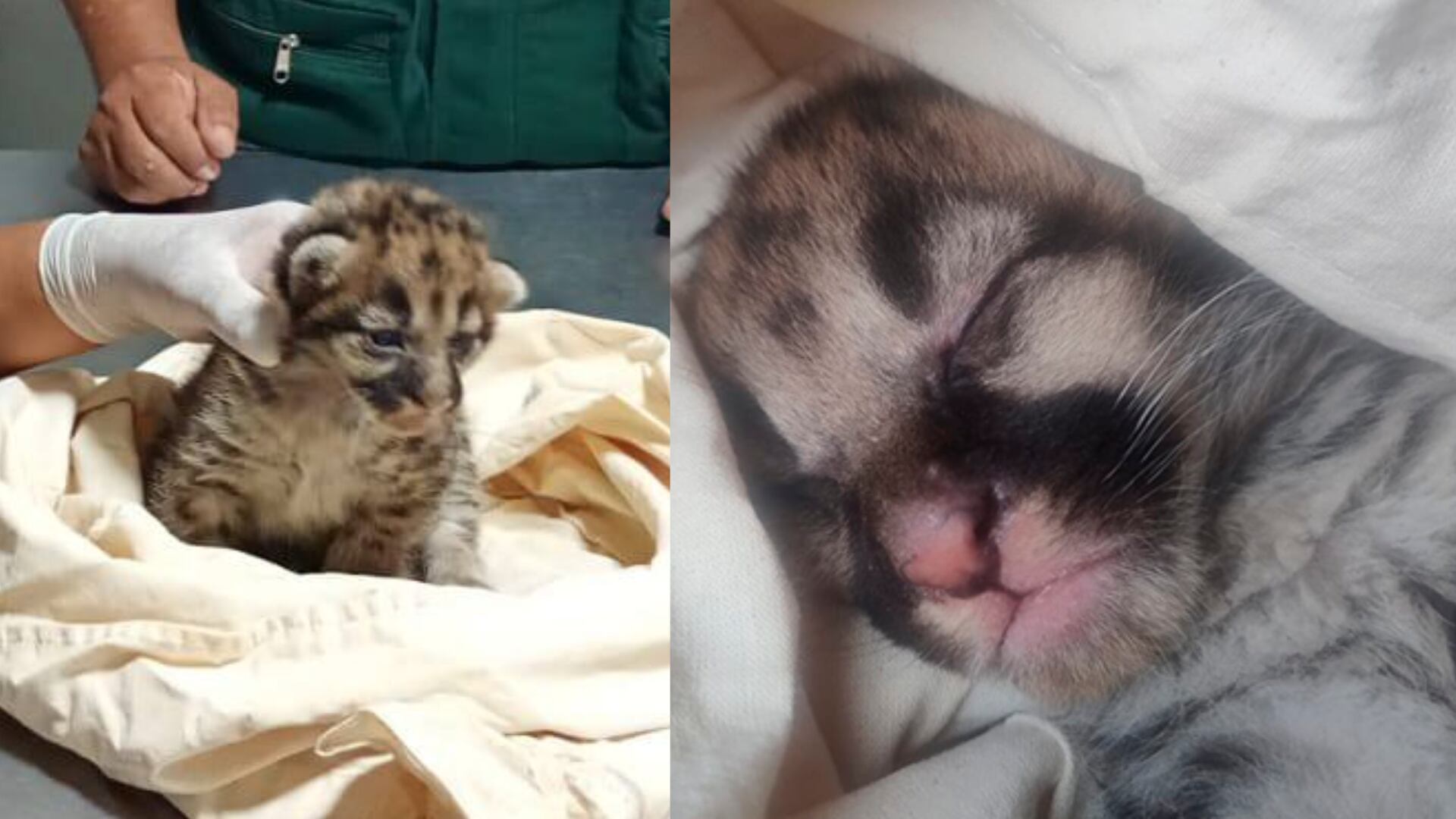 Cría de puma fue hallada en una madriguera en fundo agrícola de Sullana: pequeña hembra recibe atención y cuidados del Serfor