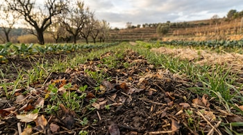 Primer plano del suelo de un campo agrícola europeo con mulching orgánico (hojas, paja, compost) y plantas de cobertura verdes, con árboles y viñedos desenfocados al fondo.