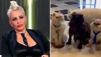 Daniela Cardone tiene cuatro gatos