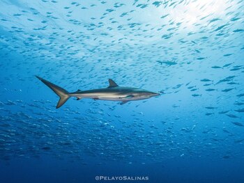 El viaje de Genie, una