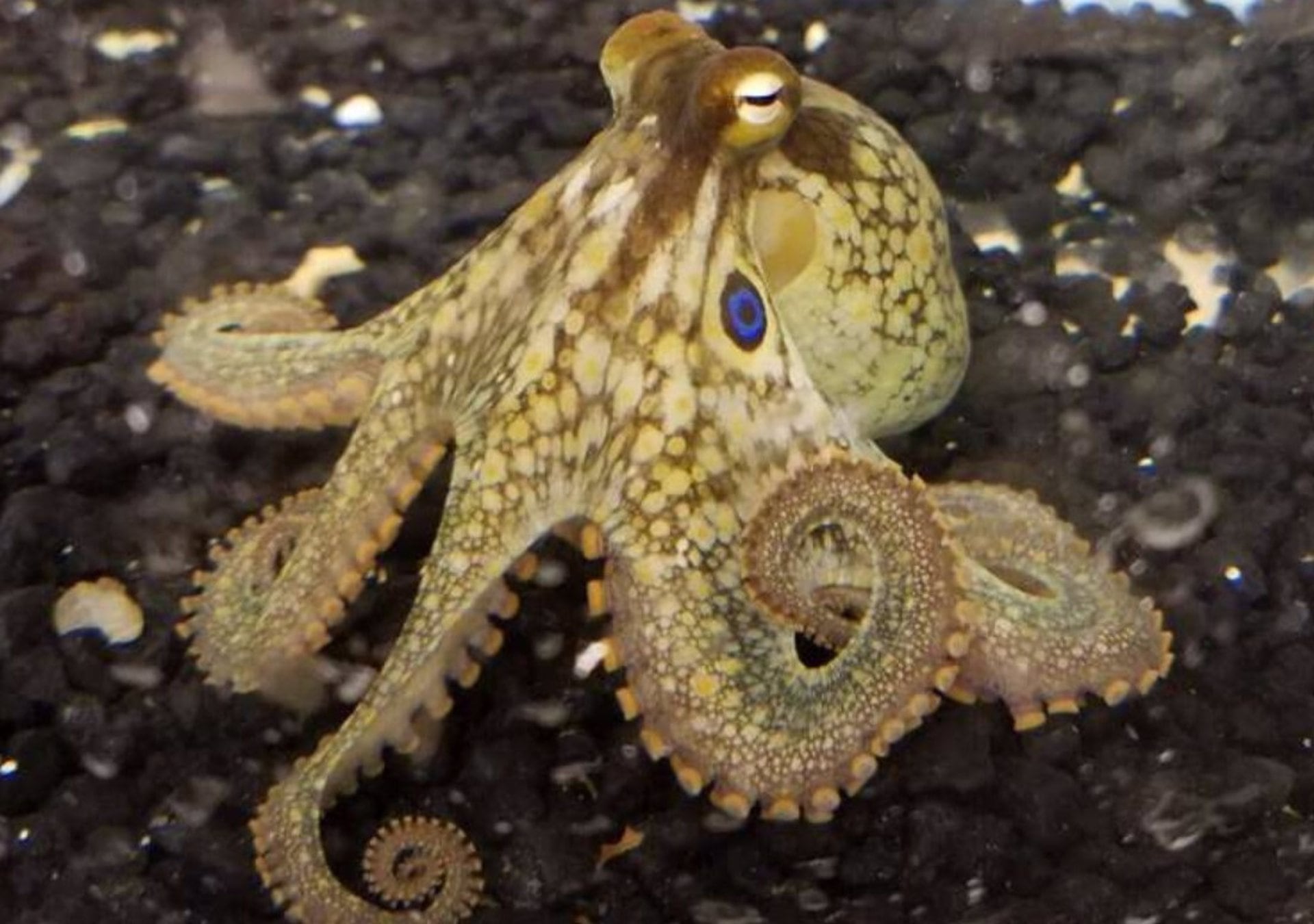 Investigadores identifican que la adaptación evolutiva del brazo R3 en pulpos bimaculoides facilita la transferencia eficiente de esperma a la hembra (CASSADY OLSON)