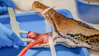 El curioso caso de la serpiente Jodie Foster