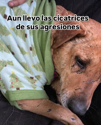 La adopción de perros rescatados