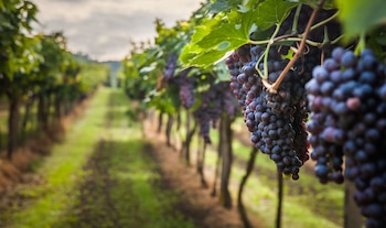 El Fenómeno de El Niño elevaría las temperaturas y provocaría lluvias intensas, con posibles daños en los cultivos y la calidad de la fruta.