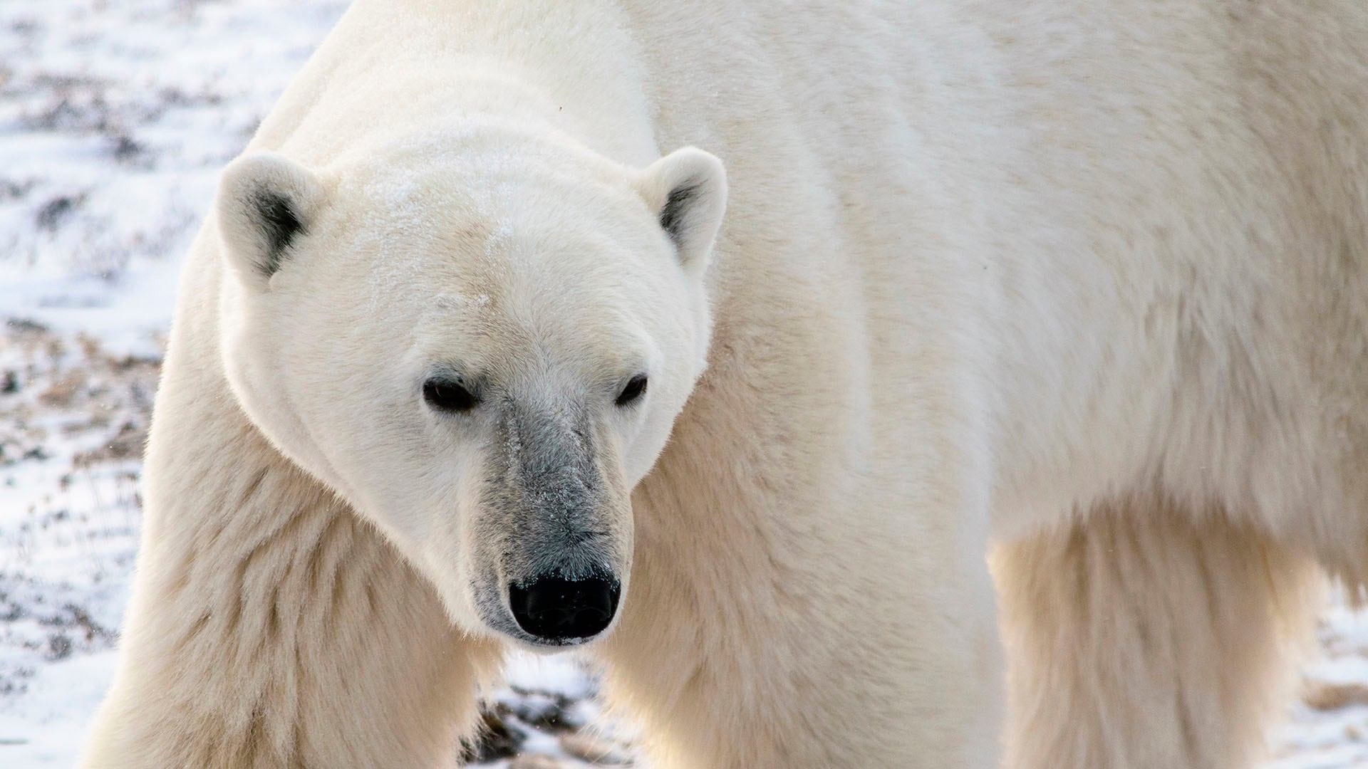 Oso Polar - Infobae, image size:1920x1080