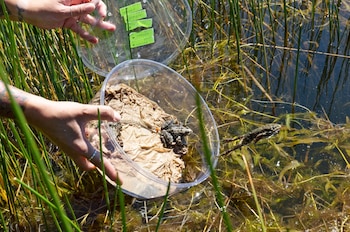 Unas manos sostienen un recipiente transparente sobre el agua con plantas acuáticas mientras una rana salta hacia la vegetación