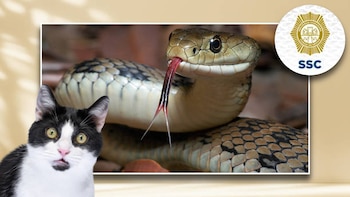 Una serpiente hallada con lesiones,