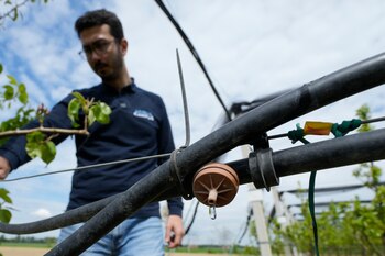 El investigador agrícola Salvatore Gentile