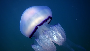 ¿Qué hacer si tienes una picadura de medusa? Orinar sobre ella quizá no sea la respuesta