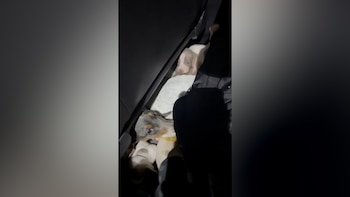 Intentaron ingresar 12 perros salchicha a Uruguay desde Argentina: los cachorros fueron incautados
