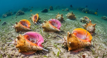 Siete caracoles reina con conchas rosadas, naranjas y marrones en un lecho marino arenoso con pastos. El agua azul y corales distantes completan la escena submarina.
