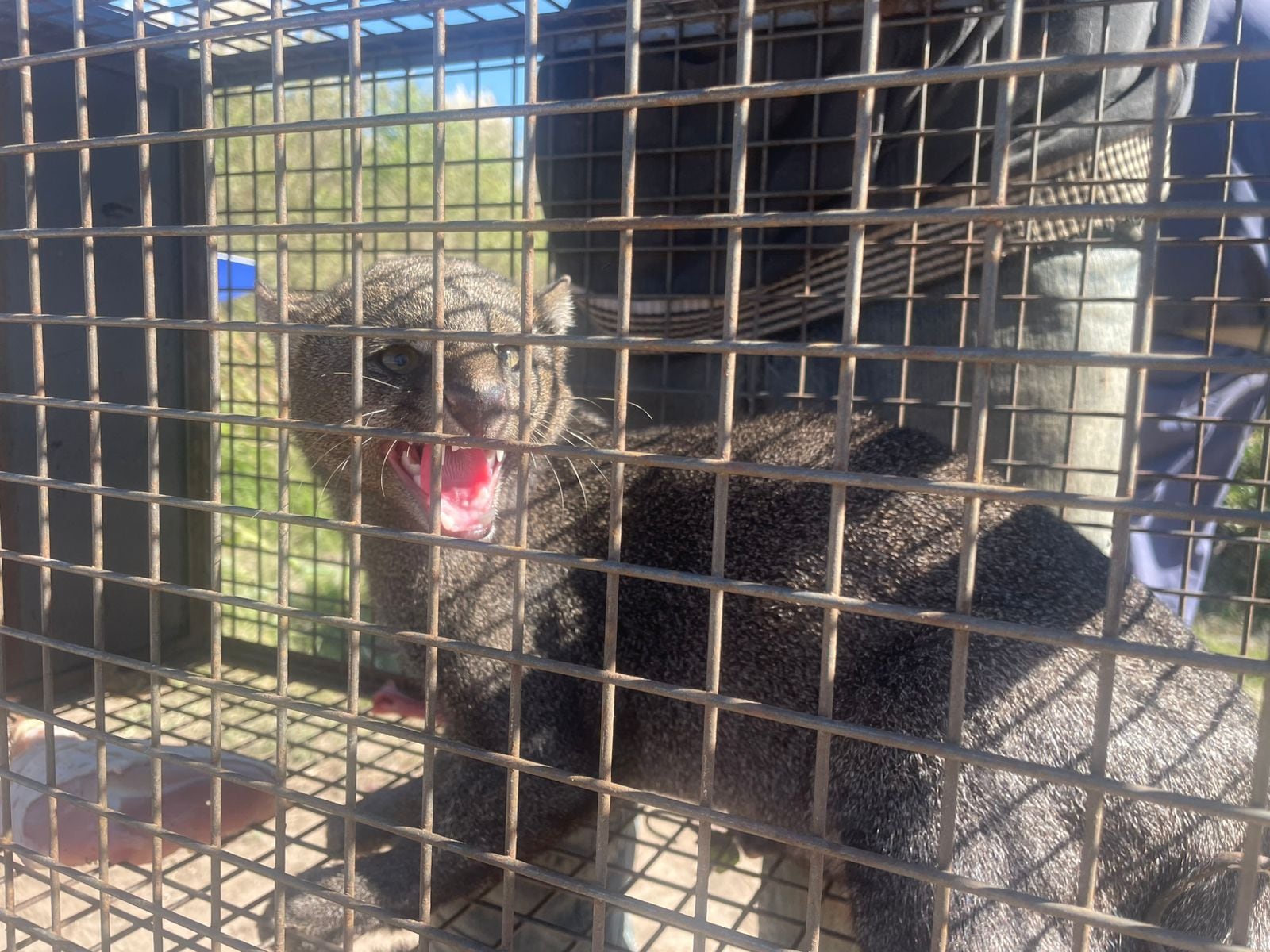 La liberación del yaguarundí en Cañada Jeanmarie contó con la participación de la Patrulla Rural Noroeste y expertos en fauna silvestre