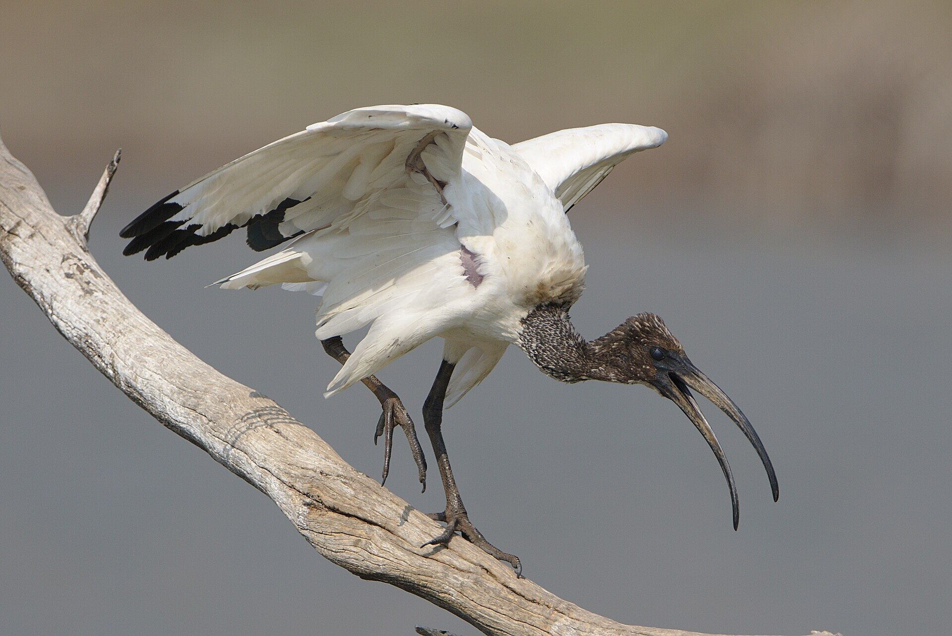 Ejemplar de ibis sagrado. (Derek Keats/Wikimedia Commons)