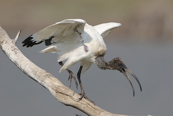 Ejemplar de ibis sagrado. (Derek Keats/Wikimedia Commons)