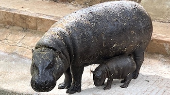 Nace el primer hipopótamo pigmeo en el Parque de la Naturaleza de Cabárceno (Cantabria): es una especie en peligro de extinción