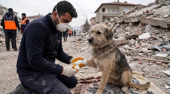 Hombre arrodillado con mascarilla y guantes vendando la pata delantera de un perro sentado sobre una manta, entre escombros de edificios dañados.
