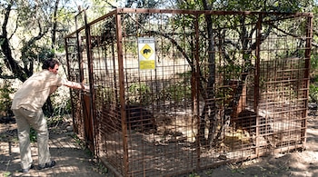 Un hombre junto a una jaula metálica en un bosque que contiene jabalíes en su interior y un cartel informativo.